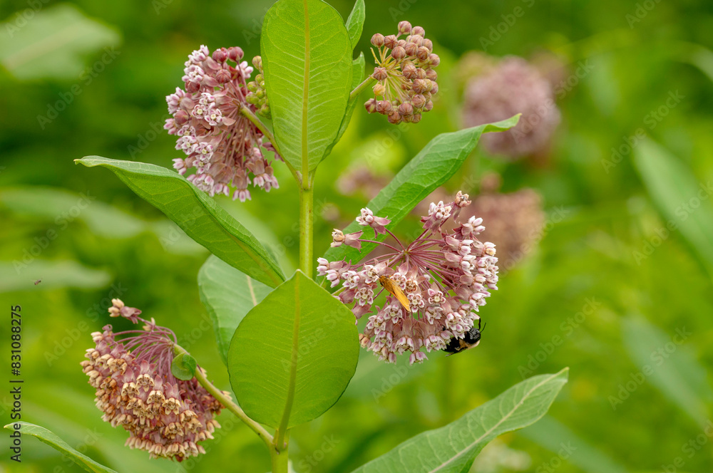 Ταπετσαρία A close-up of the rosy pink flowers, buds, leaves, and stem of Common milkweed, Asclepias syriaca in a meadow
