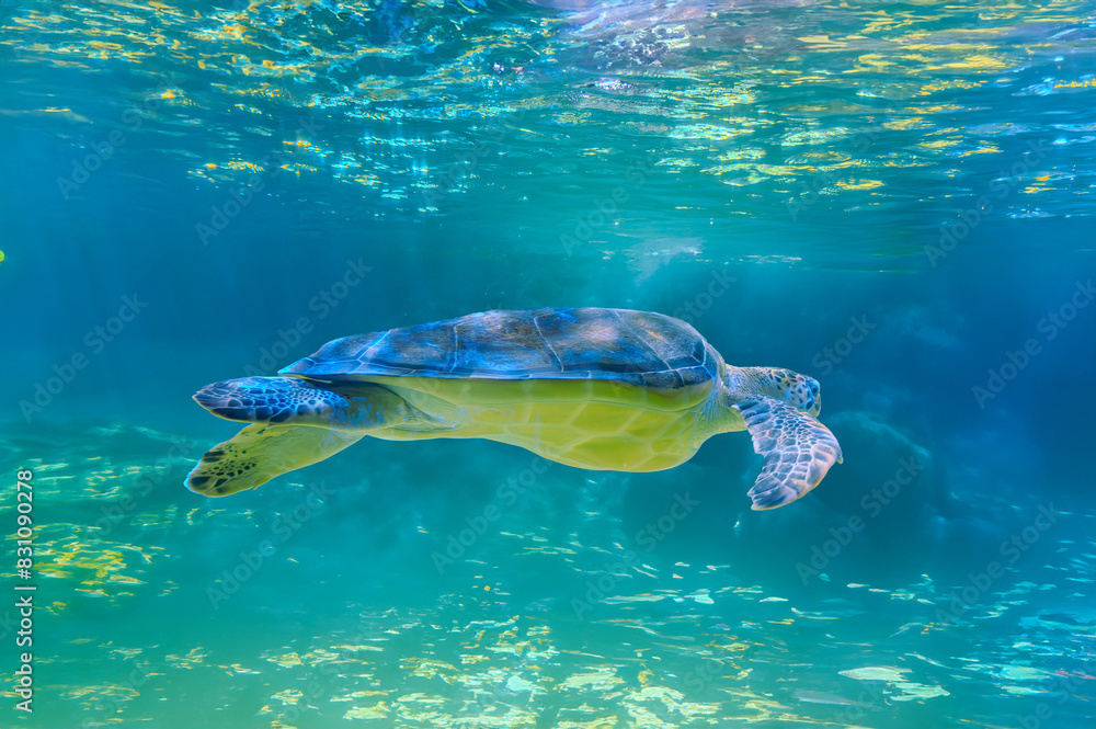 Obraz premium photo of Sea turtle in the Galapagos island. Green sea turtle swimming peacefully along the seafloor in the shallow waters just off the beach