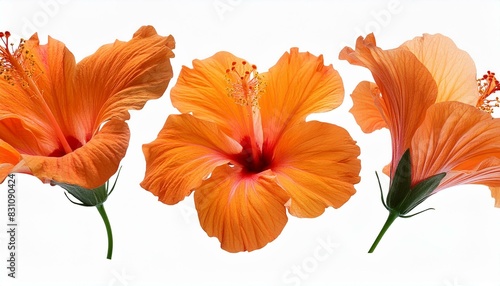 Wallpaper Mural orange lily isolated on whitepainting of orangepainting of orange Torontodigital.ca