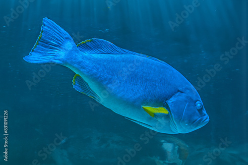 Canvas Print Giant grouper fish swimming in dark Epinephelus flavocaeruleus, blue-and-yellow grouper marine ray-finned fish, a grouper from the subfamily Epinephelinae Serranidae reefs in the Indian Ocean