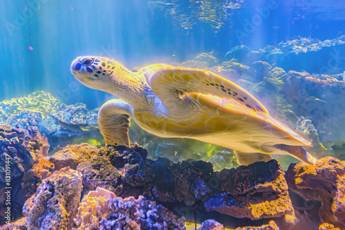 photo of Sea turtle in the Galapagos island. Green sea turtle swimming peacefully along the seafloor in the shallow waters just off the beach