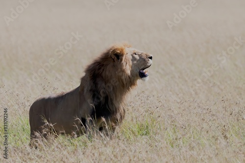 lion in the savannah