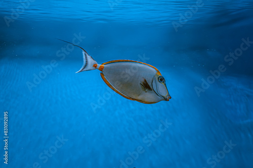 Naso Lituratus Acanthuridae tropical fish Orangespine unicornfish in aquarium blue water. Ocean, marine, aqueatic, underwater life. photo