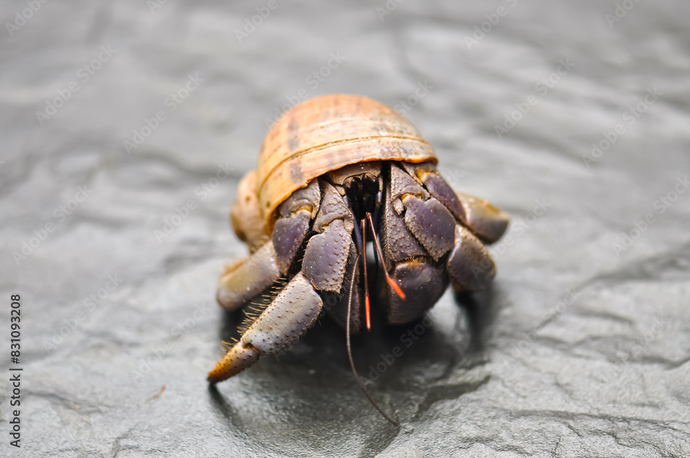 A hermit crab with a beautiful shell walks on the ocean beach on Phuket island in Thailand. A hermit crab with a beautiful shell walks on the ocean beach on Phuket island in Thailand.