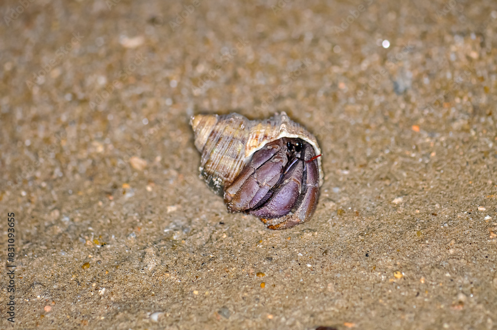 A hermit crab with a beautiful shell walks on the ocean beach on Phuket island in Thailand.
