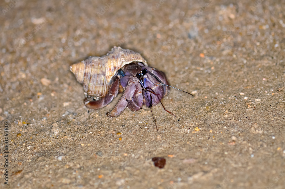 A hermit crab with a beautiful shell walks on the ocean beach on Phuket island in Thailand. A hermit crab with a beautiful shell walks on the ocean beach on Phuket island in Thailand.