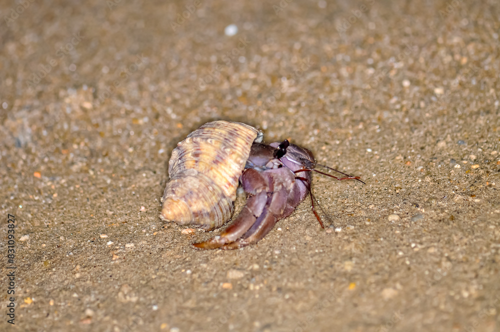 A hermit crab with a beautiful shell walks on the ocean beach on Phuket island in Thailand. A hermit crab with a beautiful shell walks on the ocean beach on Phuket island in Thailand.