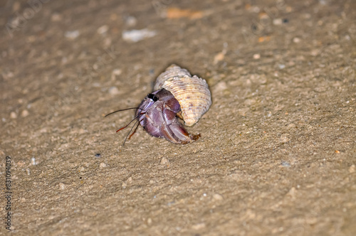 A hermit crab with a beautiful shell walks on the ocean beach on Phuket island in Thailand.