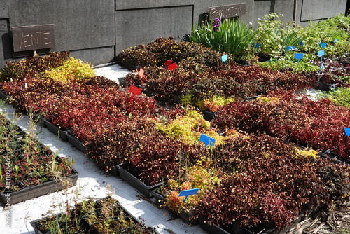 Production de micro-pousses à la ferme urbaine à Paris photo