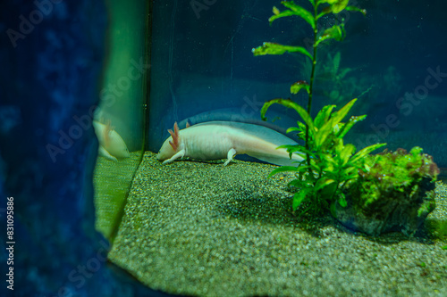 Selective focus view of pink albino axolotl in the adequate tank at local pet store or pet shop. Also known as salamander or Mexican walking fish Widly exotic animals that can have as a pet. photo