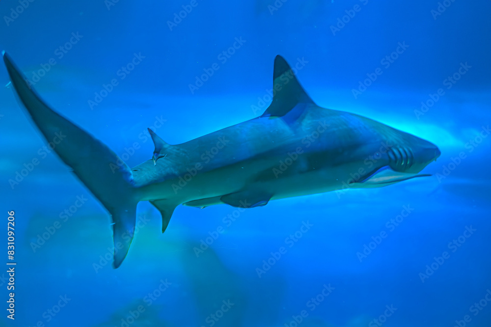 Diving with great sharks. Large white shark. Ready to attack its prey Grey reef shark Carcharhinus amblyrhynchos floats over coral reef, Great White Shark Close up Shot Diving with great sharks. Large white shark. Ready to attack its prey Grey reef shark Carcharhinus amblyrhynchos floats over coral reef, Great White Shark Close up Shot