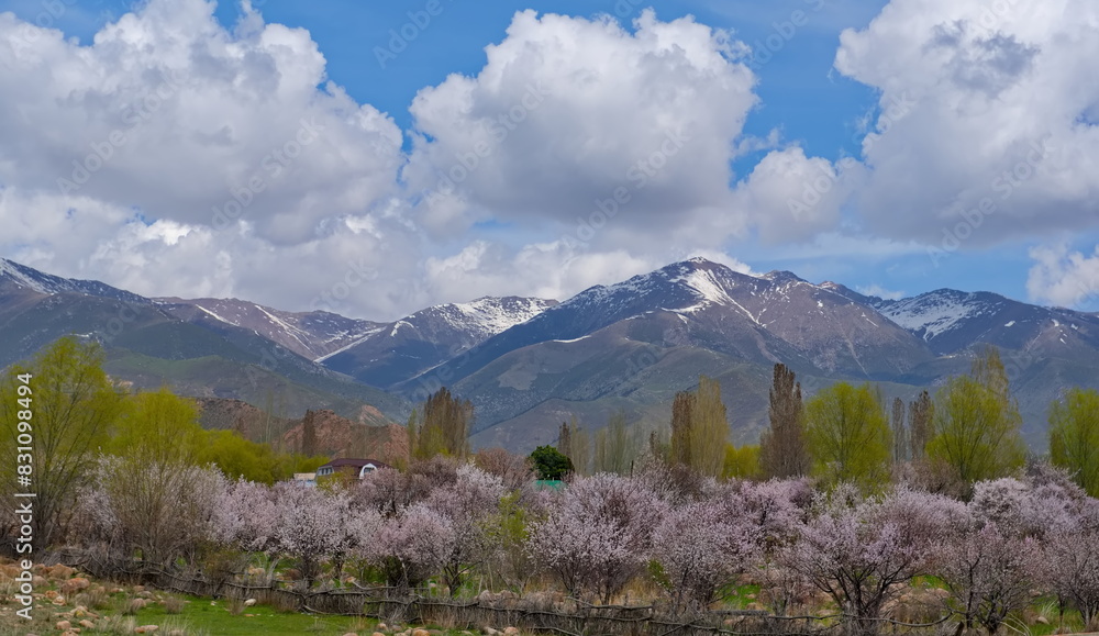 Fototapeta premium Kyrgyzstan. View of the blooming apricot trees on the desert hills along the Bishkek - Lake Issyk-Kul highway.
