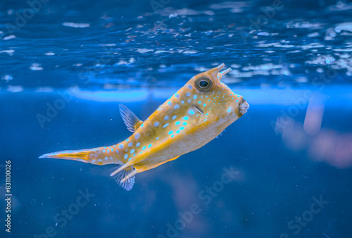 Fish under water, yellow trunk cow fish lactoria cornuta photo