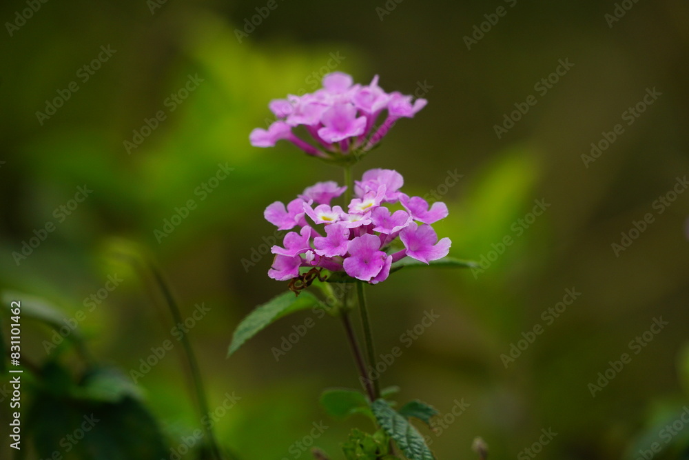 Obraz premium Purple Lantana camara flowers bloom in the garden