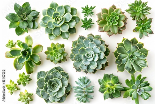 Assorted succulents close up photo