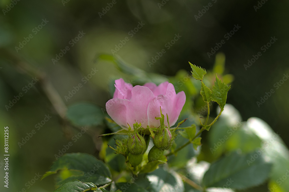 beautiful flower photographed from close up in the meadow beautiful flower photographed from close up in the meadow
