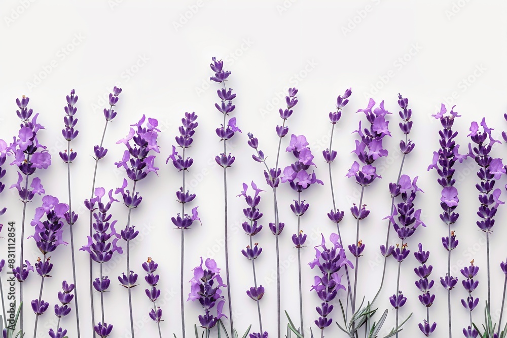 Naklejka premium Lavender flowers on white surface, white background