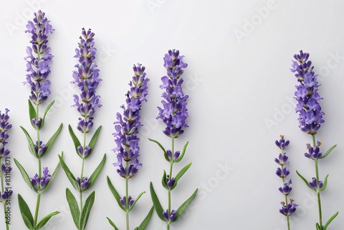 Lavender blooms aligned on white table
