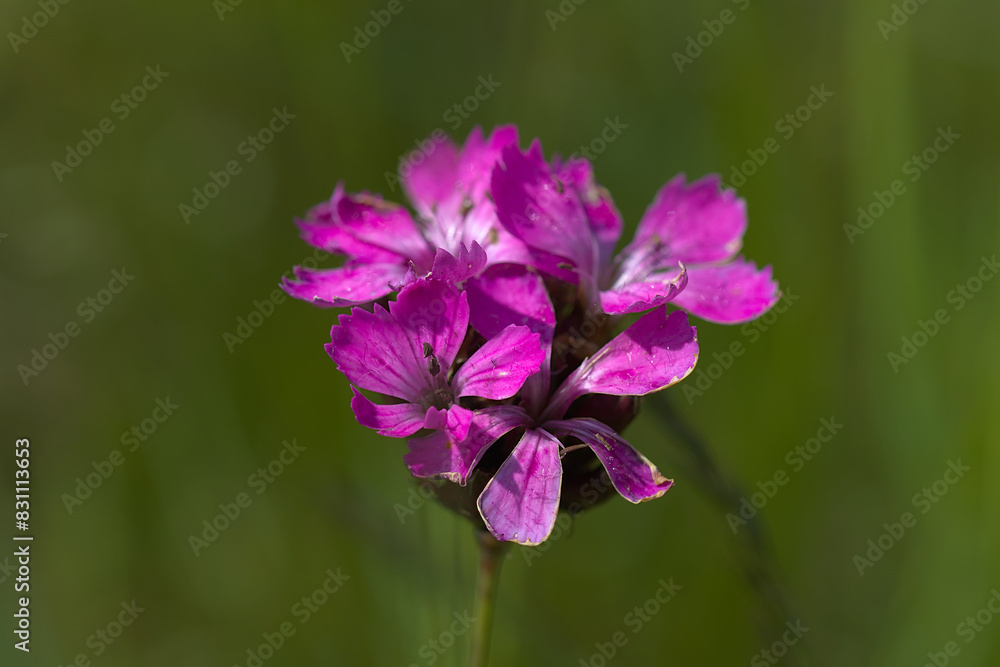 beautiful flower photographed from close up in the meadow beautiful flower photographed from close up in the meadow