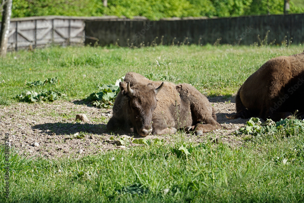 European bison laying on a grass European bison laying on a grass