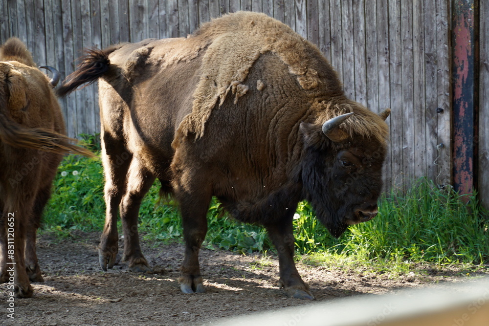 Fototapeta premium Male european bison and wooden fence