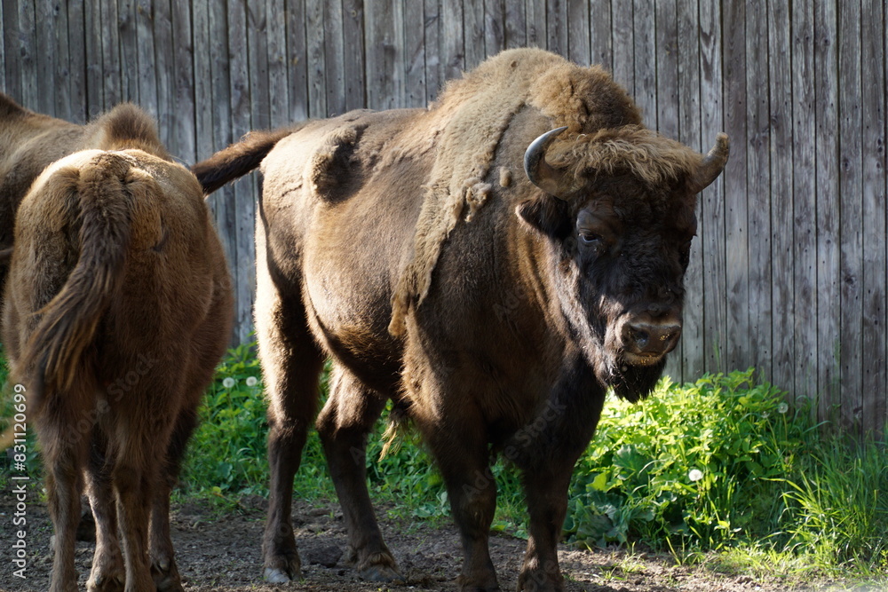 Obraz premium Male european bison and wooden fence