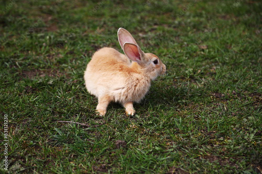 Red rabbit on the grass