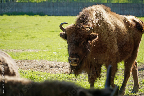 European bison walking on field