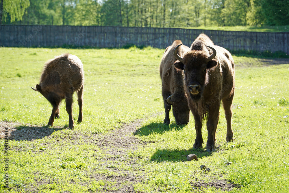 European bisons on a field