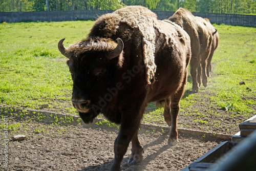 European bison walking on field