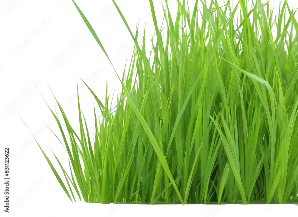 Obraz premium A clump of beautiful green grass with long, slender leaves isolated on a white background.