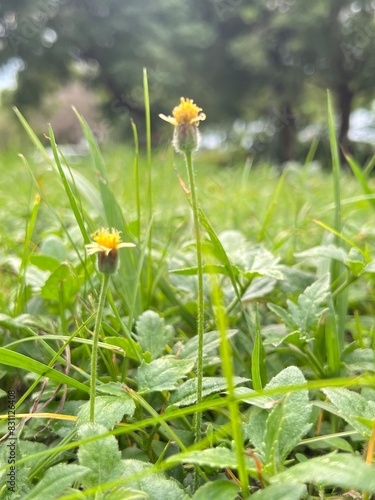 flowers in the garden