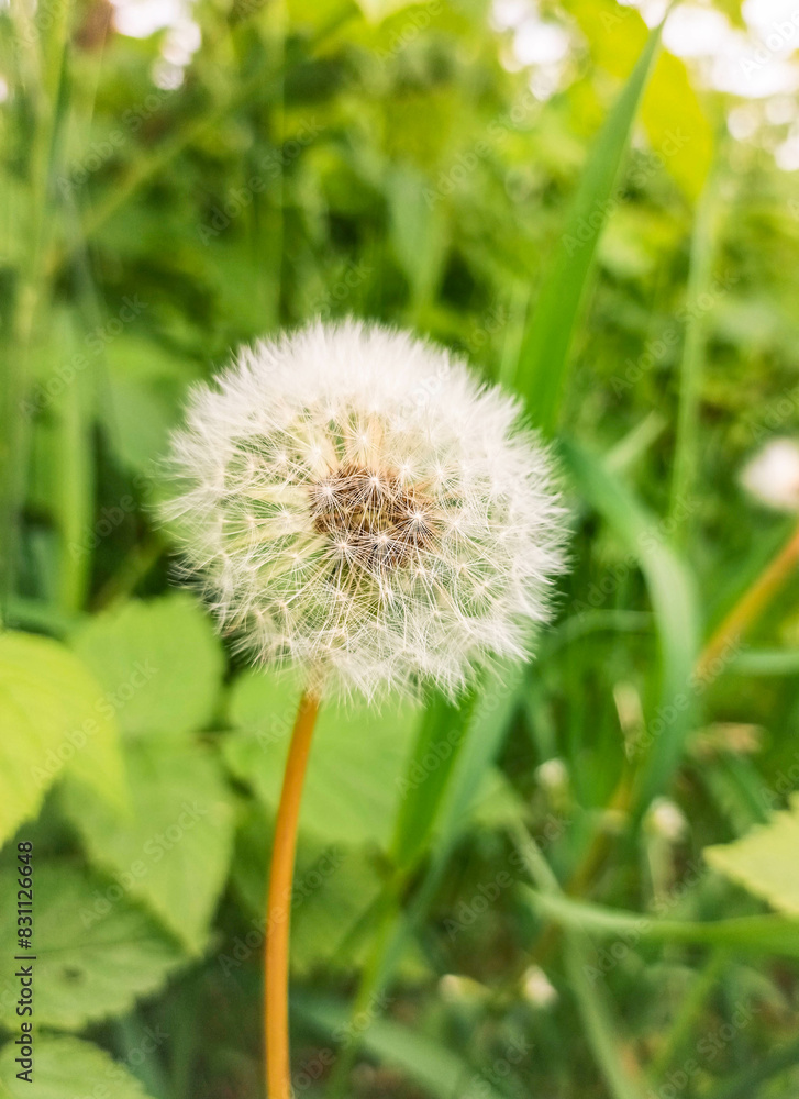 dandelion on green background dandelion on green background