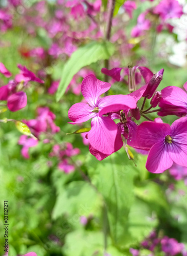 pink flowers in the garden
