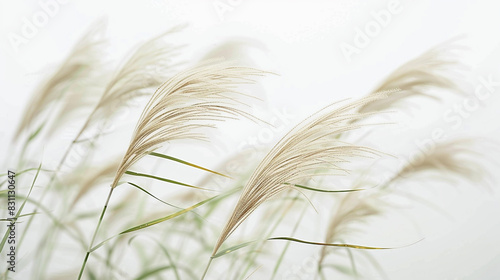 A tranquil scene of a patch of grass gently swaying in the breeze against a soft white background  inviting relaxation and reflection.