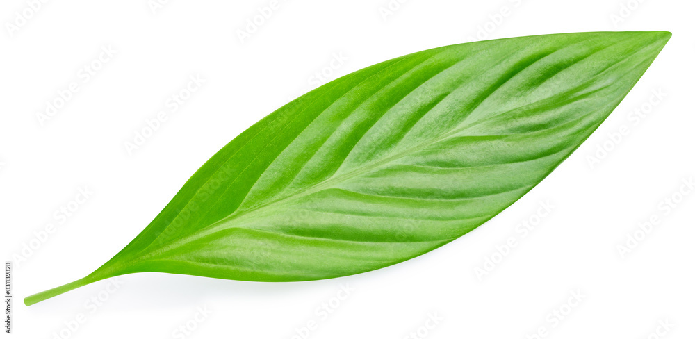 Tropic leaves. Exotic leaf isolate. Green leaf on white background with clipping path Tropic leaves. Exotic leaf isolate. Green leaf on white background with clipping path