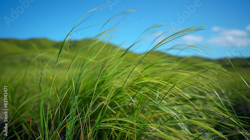 Blades of grass swaying gently in the breeze against a backdrop of rolling hills and clear blue skies  their vibrant green hues creating a sense of peace and tranquility in the natural landscape.