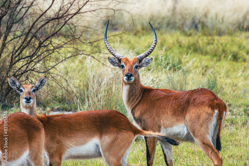 Red Lechwe ram with females at green grassy area in Kalahari