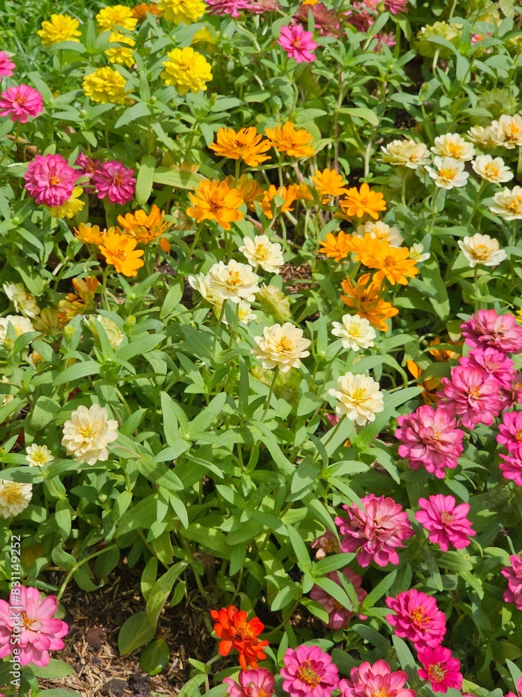 flowers in the garden flowers in the garden