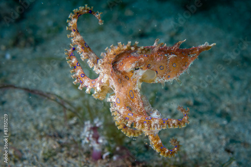 Hapalochlaena lunulata - Blauring Oktopus - Anilao Philippinen © Andi K