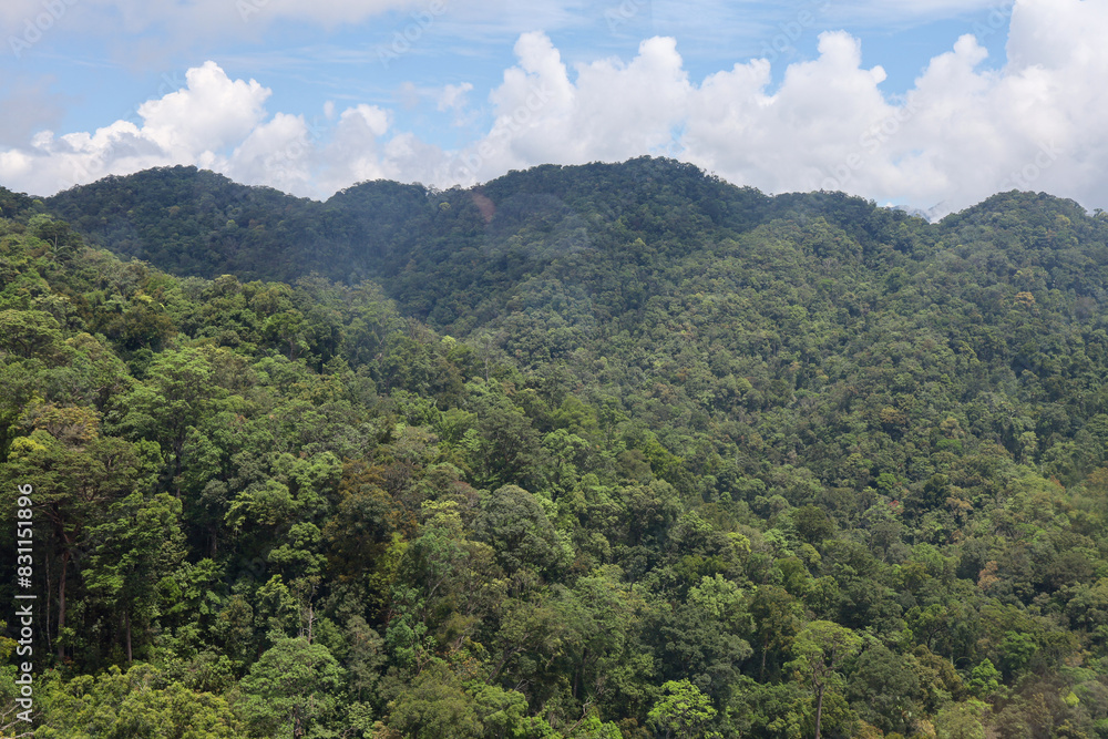 Fototapeta premium the tree mountain view before from banahill cable car