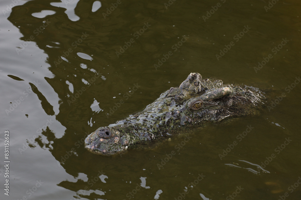 Close up salt crocodile is show head in river Close up salt crocodile is show head in river