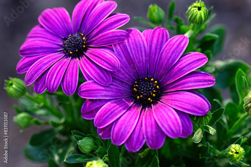 Close up of purple Osteospermum flower growing in a plant pot. African Daisy.