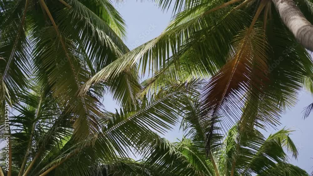 Bottom view sunshine in leaf coconut tree nature tree Bottom view sunshine in leaf coconut tree nature tree