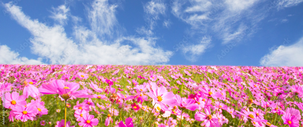 Pink cosmos flower field on blue sky background for cover web Pink cosmos flower field on blue sky background for cover web