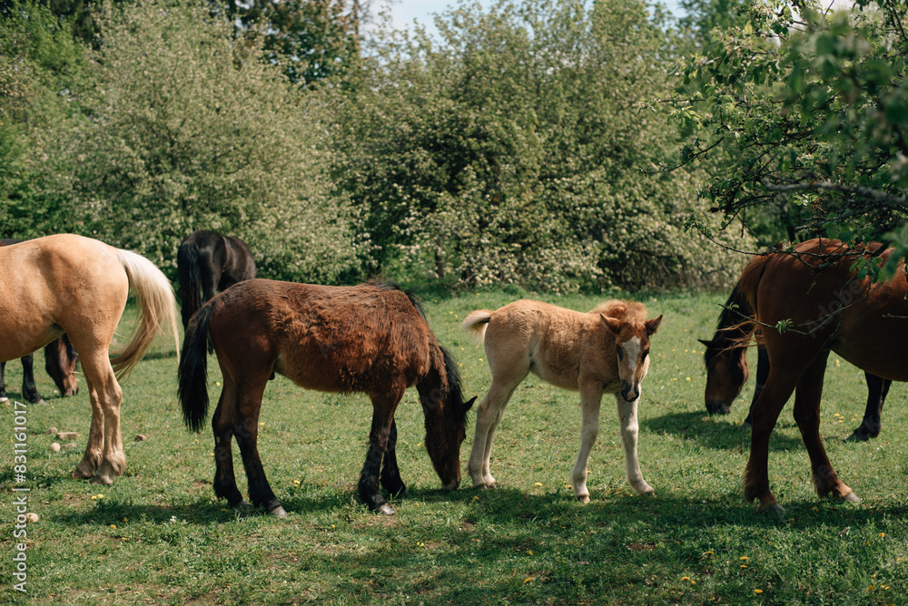 Horse in grass field in spring Horse in grass field in spring