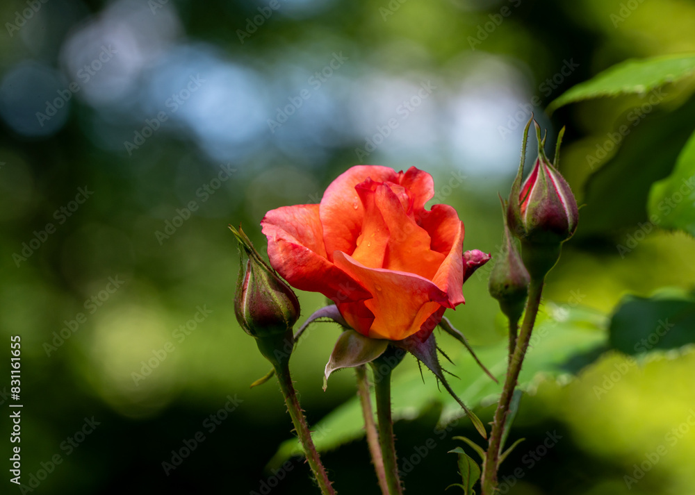 Rote frisch aufgeblühte Rose mit Knospen Rote frisch aufgeblühte Rose mit Knospen
