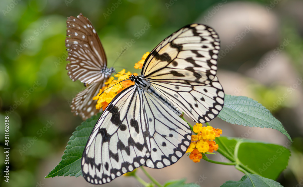 Fototapeta premium 蜜を吸うオオゴマダラ