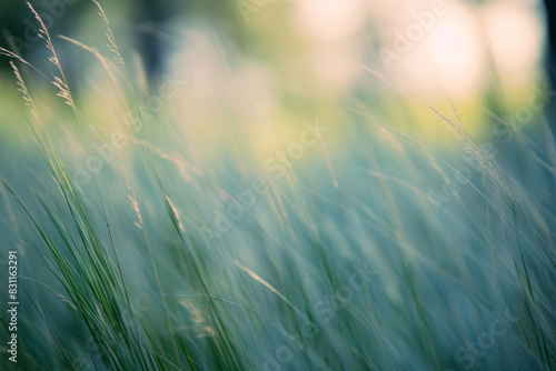 Wild grasses in a forest. Abstract nature background