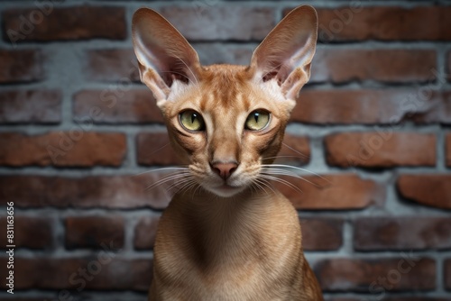 Portrait of a smiling oriental shorthair cat on vintage brick wall